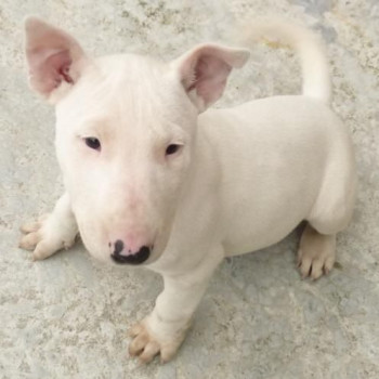 meravigliosi cuccioli di Bull terrier,