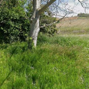 Terreno in vendita a Miglianico (Chieti)