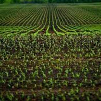 Terreno in vendita a Grumolo delle Abbadesse (Vicenza)