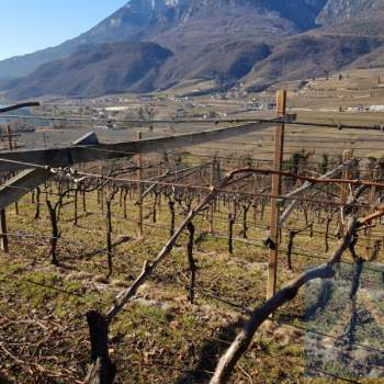 Terreno in vendita a Caldaro sulla strada del vino/Kaltern an der Weinstraße (Bolzano/Bozen)