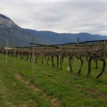 Terreno in vendita a Cortaccia sulla strada del vino/Kurtatsch an der Weinstraße (Bolzano/Bozen)