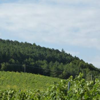 Terreno in vendita a Tregnago (Verona)