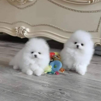 Regalo Cuccioli di Pomerania Disponibili love