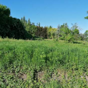 Terreno in vendita a Santa Giuletta (Pavia)