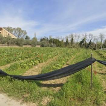 Terreno in vendita a Miglianico (Chieti)