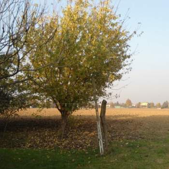 Terreno in vendita a Cervarese Santa Croce (Padova)