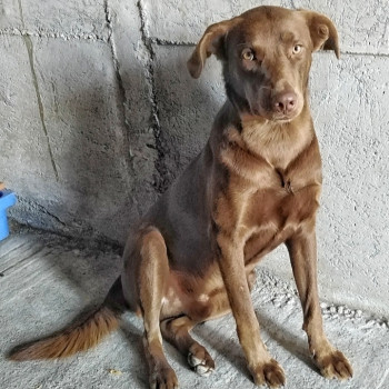 Regalo Cagnolino