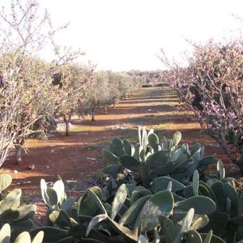 Terreno in vendita a Carovigno (Brindisi)