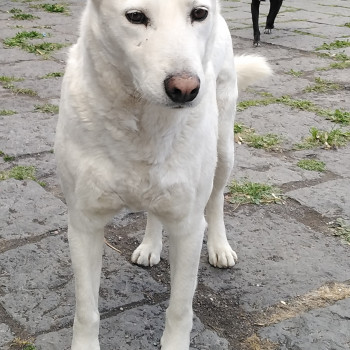 Regalo Cagnolino