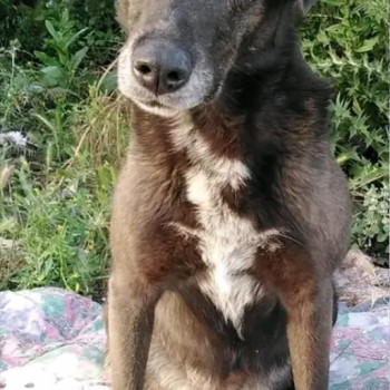 Ragalo cagnolina