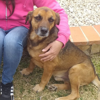 Cagnolino in Adozione 