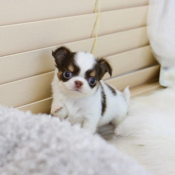 Adorabili cuccioli di Chihuahua in vendita