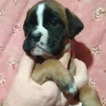 boxer cuccioli