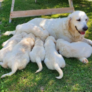 Disponibili cuccioli di Golden Retriever con Pedigree.