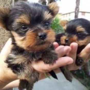 Cuccioli di Yorkshire registrati per il reinserimento