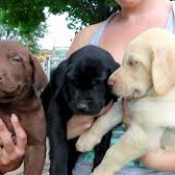 Cuccioli di Labrador in vendita