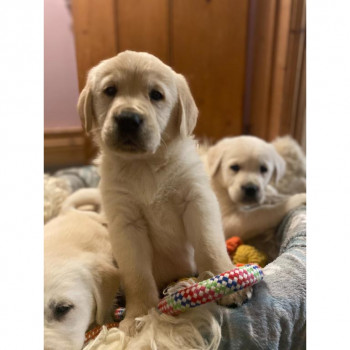 Cuccioli di Golden Retriever