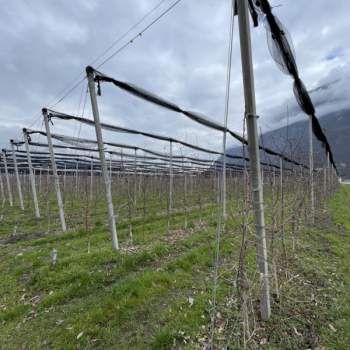 Terreno in vendita a Salorno sulla strada del vino/Salurn an der Weinstraße (Bolzano/Bozen)