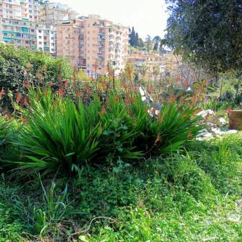 Terreno in vendita a Sanremo (Imperia)