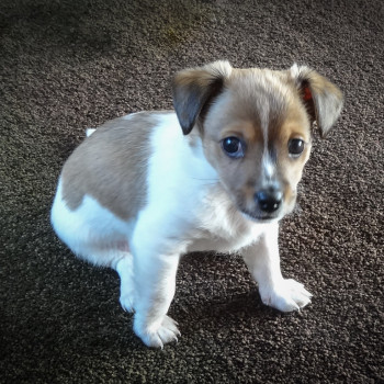 Jack Russell cucciolo