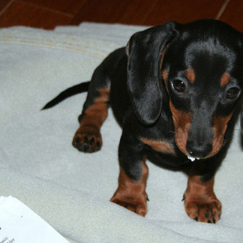 cucciola bassotto nano pelo duro