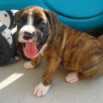 Cuccioli di Boxer 