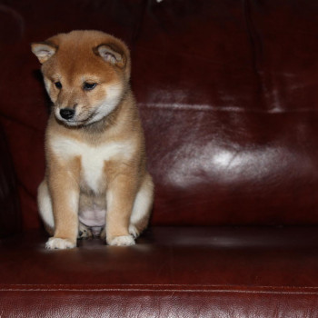 CUCCIOLI DI SHIBA INU 