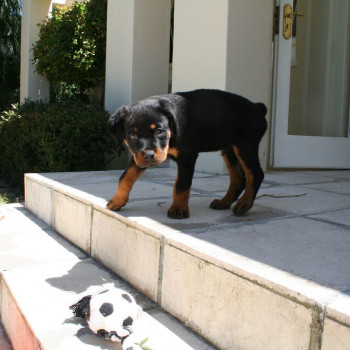 Cucciole rottweiler 