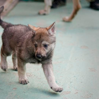 disponibili cuccioli di lupo cecoslovacco 