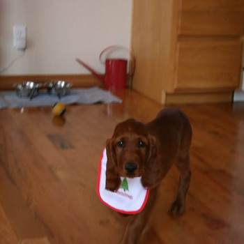 cuccioli di Setter Irlandese 