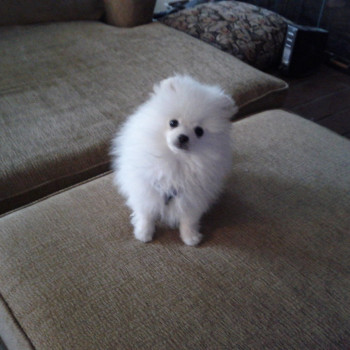  cuccioli di Spitz di Pomerania 