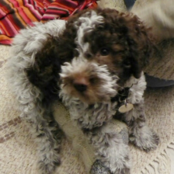  Cuccioli di Lagotto Romagnolo 