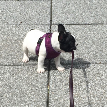 stupendi  cuccioli di Bouledogue Francese 