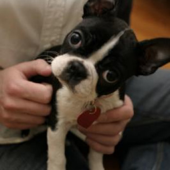 disponibili  cuccioli di Boston Terrier 