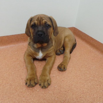  Cuccioli di Bull Mastiff