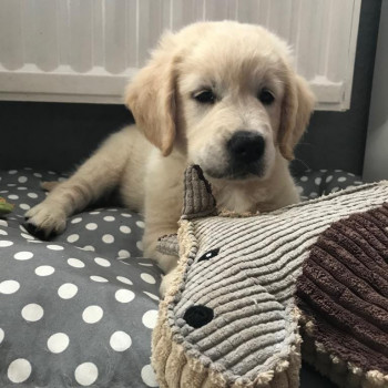  cuccioli di Golden Retriever 