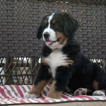  cuccioli di bovaro del bernese