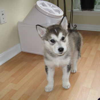 Alaskan Malamute cuccioli