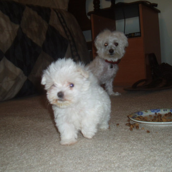  Cuccioli di Maltese