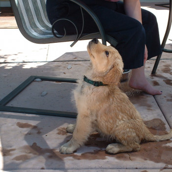  splendidi  cuccioli di Golden Retriever