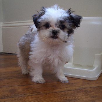 Cuccioli di Shih Tzu