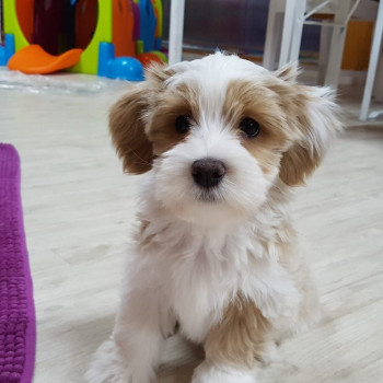 Cuccioli di Havanese