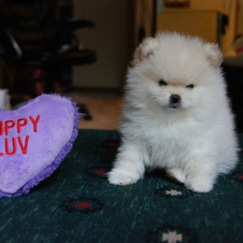  Cuccioli di Volpino di Pomerania