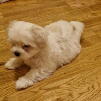 Bellissimi cuccioli maltese