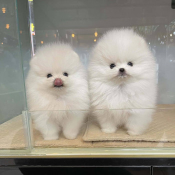 Cuccioli di Pomerania in adozione