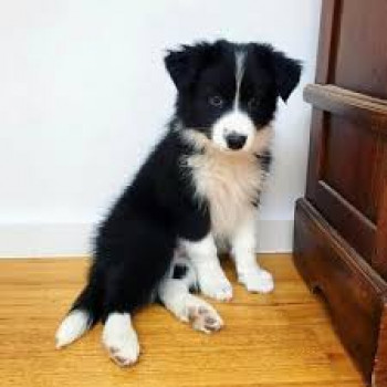 Border Collie per adozione natalizia