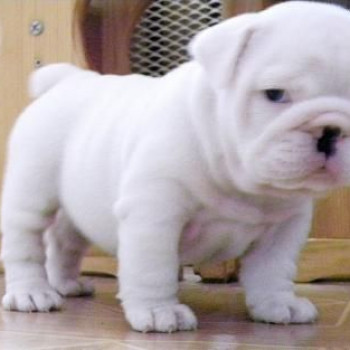 Cuccioli di Bulldog inglese bianco gratuiti