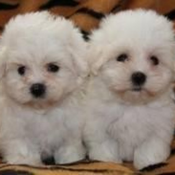 Adorabili cuccioli di maltese eccezionali