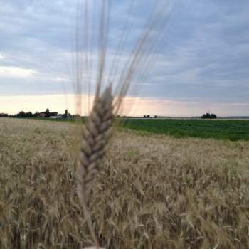 Terreno in vendita a Limena (Padova)