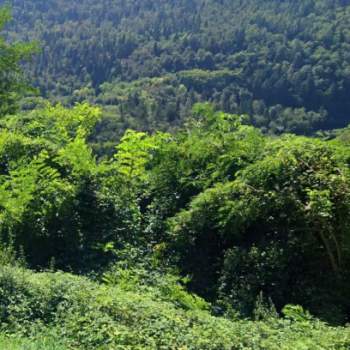 Terreno in vendita a Arsiè (Belluno)